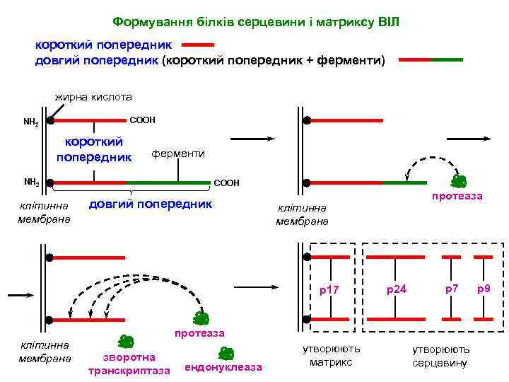 Формування білків серцевини і матриксу ВІЛ короткий попередник довгий попередник (короткий попередник + ферменти)