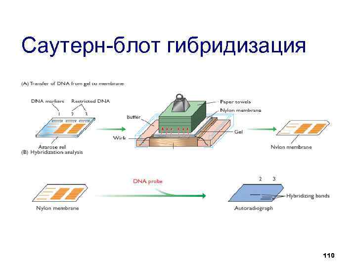 Саузерн блоттинг