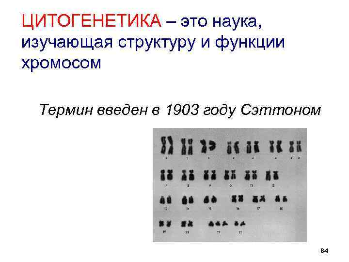 Цитогенетика человека презентация