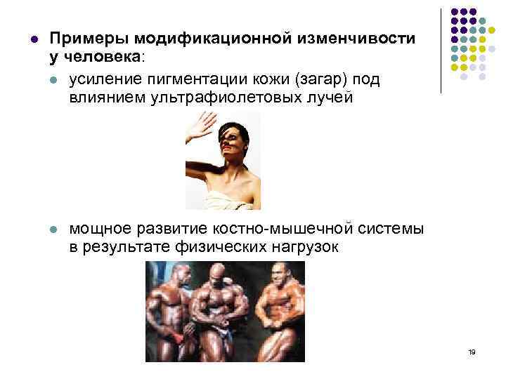 l Примеры модификационной изменчивости у человека: l усиление пигментации кожи (загар) под влиянием ультрафиолетовых