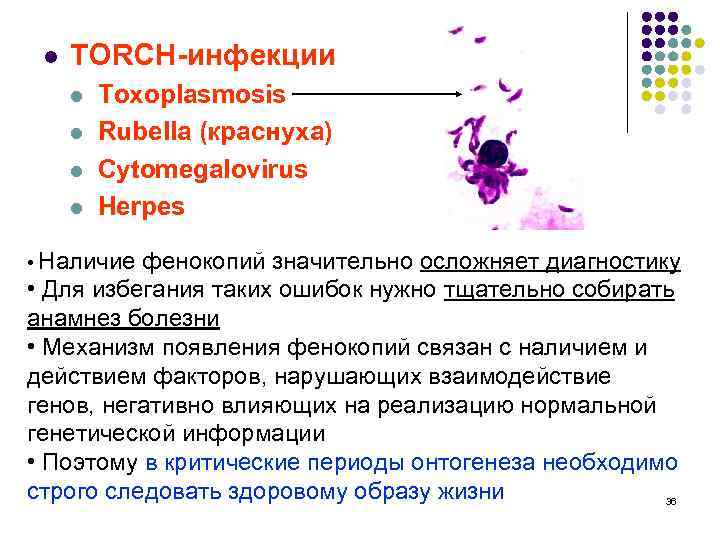 l TORCH-инфекции l l Toxoplasmosis Rubella (краснуха) Cytomegalovirus Herpes • Наличие фенокопий значительно осложняет