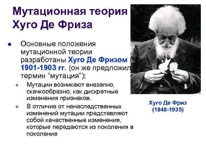 Мутационная теория Хуго Де Фриза Основные положения мутационной теории разработаны Хуго Де Фризом в