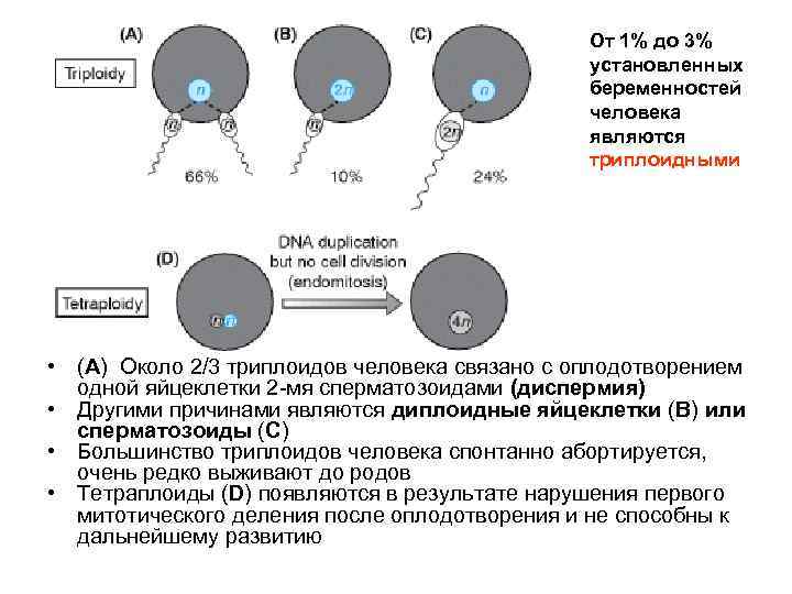 От 1% до 3% установленных беременностей человека являются триплоидными • (A) Около 2/3 триплоидов