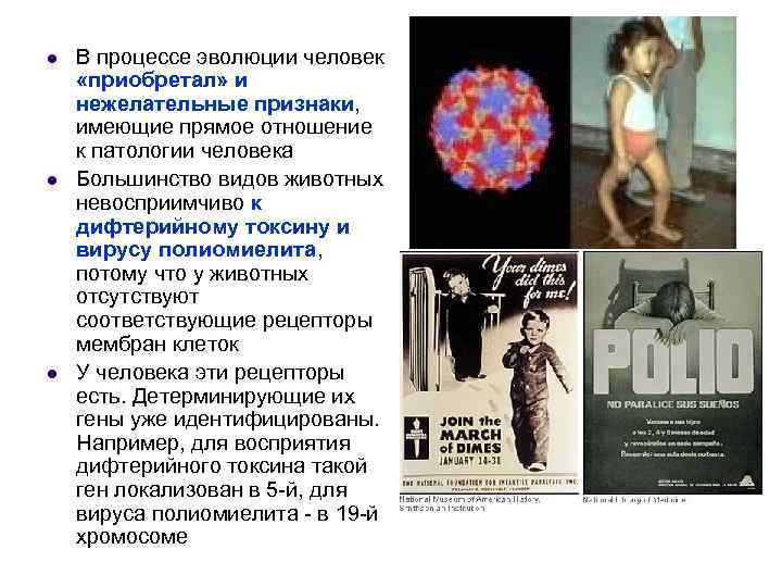 l l l В процессе эволюции человек «приобретал» и нежелательные признаки, имеющие прямое отношение