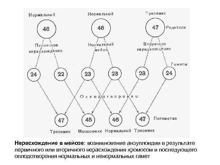 Нерасхождение в мейозе: возникновение анэуплоидии в результате первичного или вторичного нерасхождения хромосом и последующего