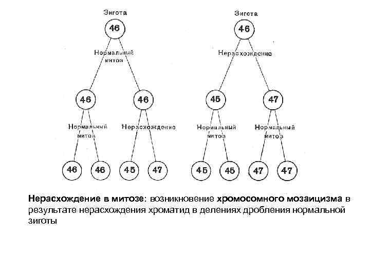 Нерасхождение в митозе: возникновение хромосомного мозаицизма в результате нерасхождения хроматид в делениях дробления нормальной