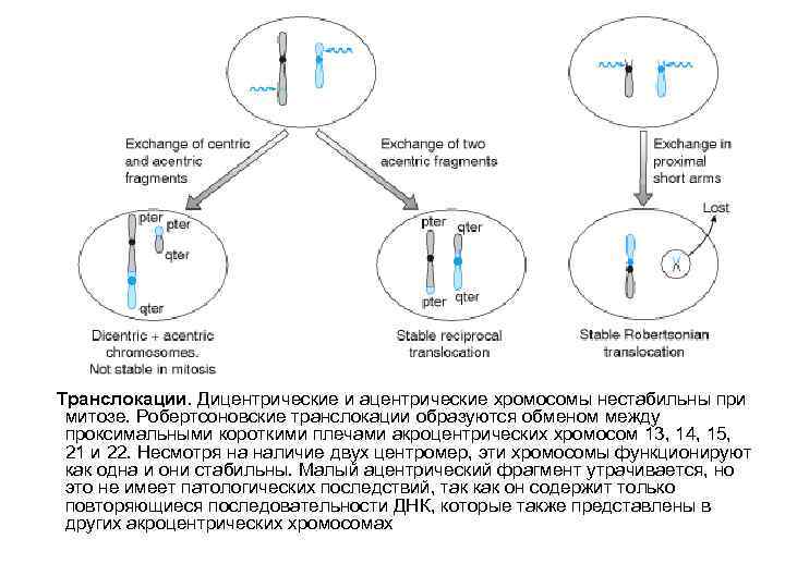 Транслокации. Дицентрические и ацентрические хромосомы нестабильны при митозе. Робертсоновские транслокации образуются обменом между проксимальными