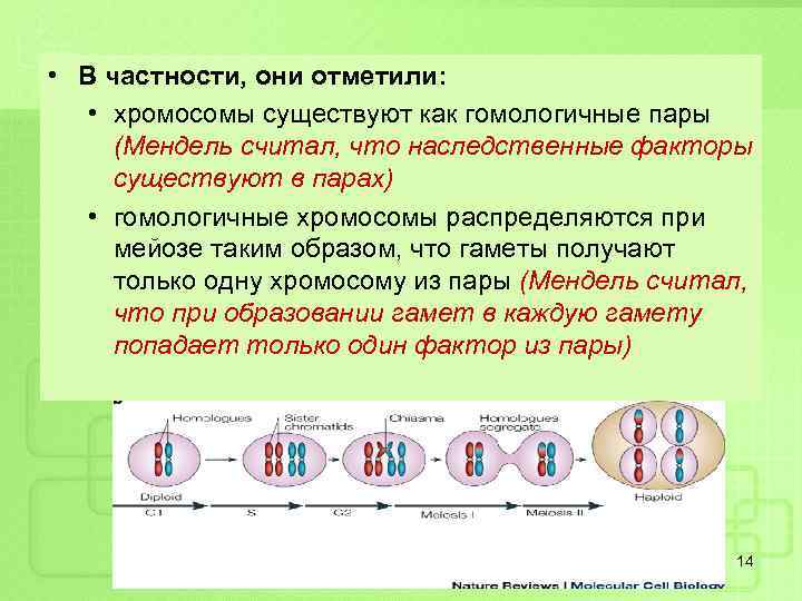  • В частности, они отметили: • хромосомы существуют как гомологичные пары (Мендель считал,