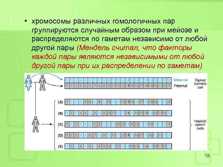  • хромосомы различных гомологичных пар группируются случайным образом при мейозе и распределяются по