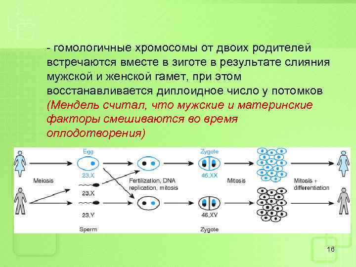 - гомологичные хромосомы от двоих родителей встречаются вместе в зиготе в результате слияния мужской