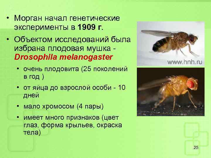  • Морган начал генетические эксперименты в 1909 г. • Объектом исследований была избрана