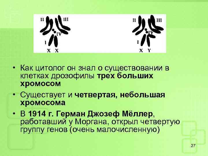  • Как цитолог он знал о существовании в клетках дрозофилы трех больших хромосом