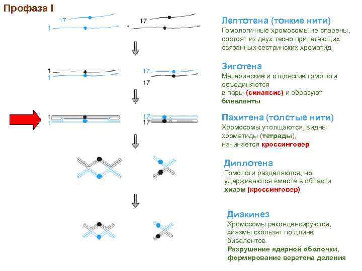 Профаза I Лептотена (тонкие нити) Гомологичные хромосомы не спарены, состоят из двух тесно прилегающих