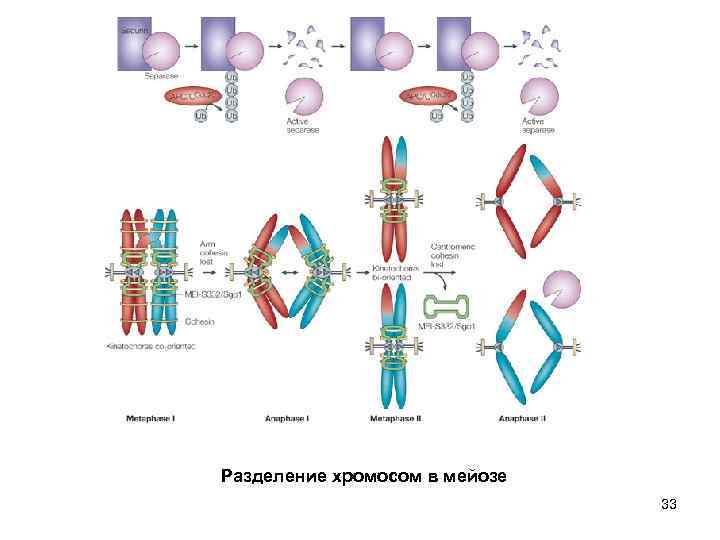 Разделение хромосом в мейозе 33 
