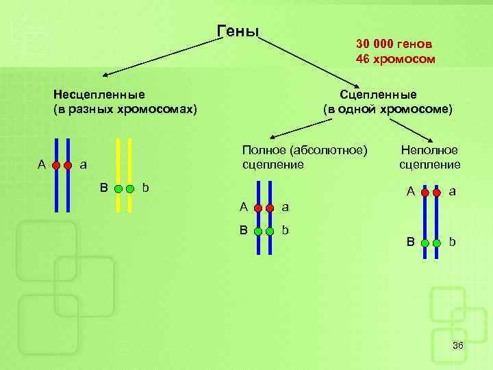 Гены 30 000 генов 46 хромосом Несцепленные (в разных хромосомах) А Сцепленные (в одной