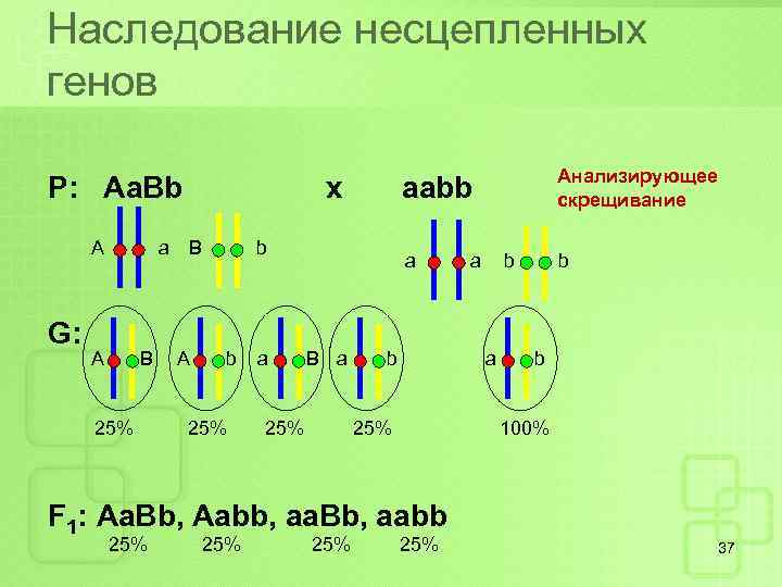 Наследование несцепленных генов Р: Aa. Bb А G: a A B 25% x B