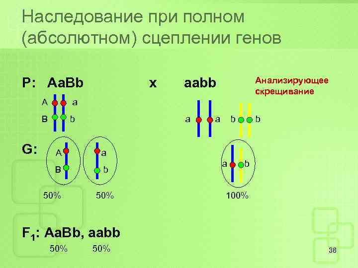 Наследование при полном (абсолютном) сцеплении генов Р: Aa. Bb А G: b aabb Анализирующее