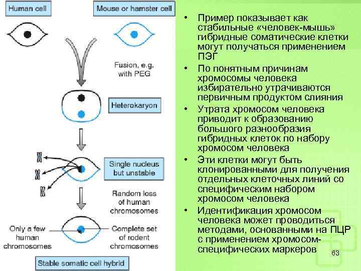  • Пример показывает как стабильные «человек-мышь» гибридные соматические клетки могут получаться применением ПЭГ