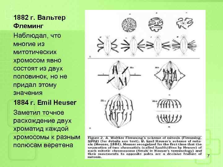 1882 г. Вальтер Флеминг Наблюдал, что многие из митотических хромосом явно состоят из двух