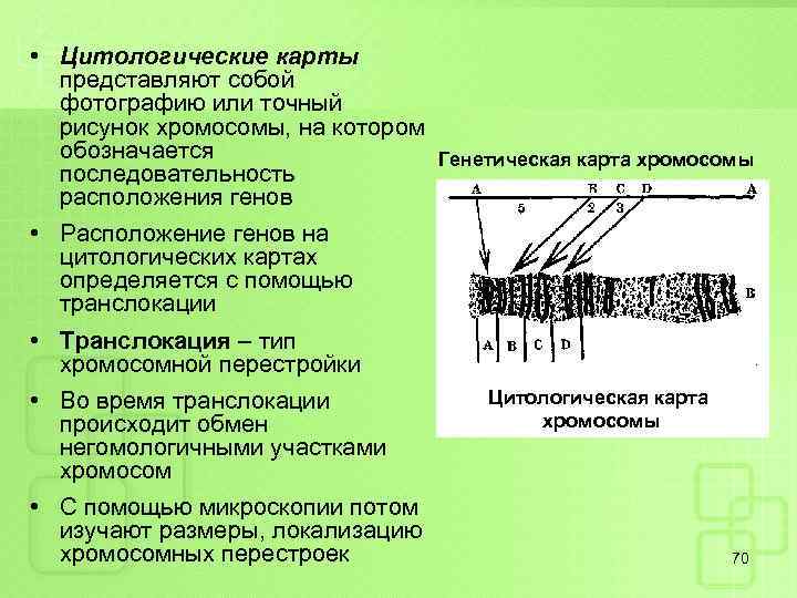  • Цитологические карты представляют собой фотографию или точный рисунок хромосомы, на котором обозначается