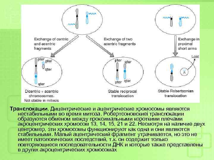 Транслокации. Дицентрические и ацентрические хромосомы являются нестабильными во время митоза. Робертсоновскиеі транслокации образуются обменом