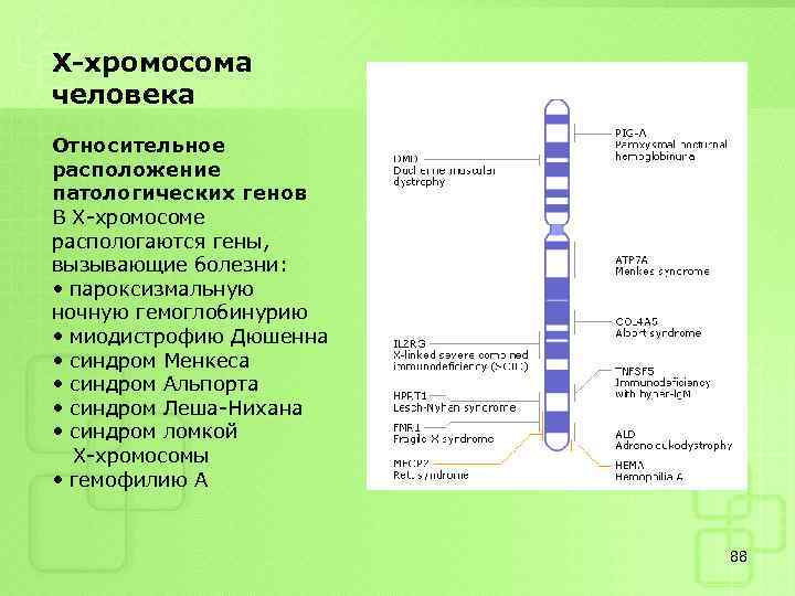 Х-хромосома человека Относительное расположение патологических генов В Х-хромосоме распологаются гены, вызывающие болезни: • пароксизмальную