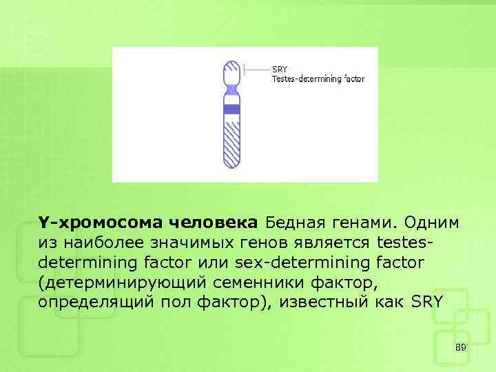 Y-хромосома человека Бедная генами. Одним из наиболее значимых генов является testеsdetermining factor или sex-determining