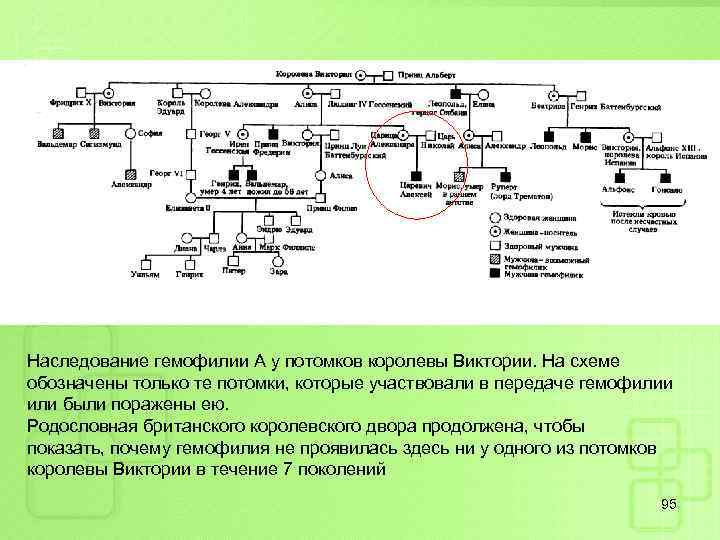 Наследование гемофилии А у потомков королевы Виктории. На схеме обозначены только те потомки, которые