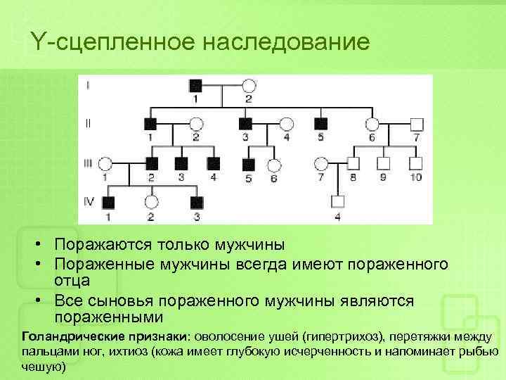 Y-сцепленное наследование • Поражаются только мужчины • Пораженные мужчины всегда имеют пораженного отца •