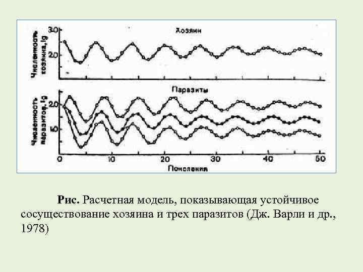 Рис. Расчетная модель, показывающая устойчивое сосуществование хозяина и трех паразитов (Дж. Варли и др.