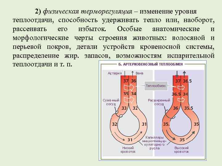 2) физическая терморегуляция – изменение уровня теплоотдачи, способность удерживать тепло или, наоборот, рассеивать его