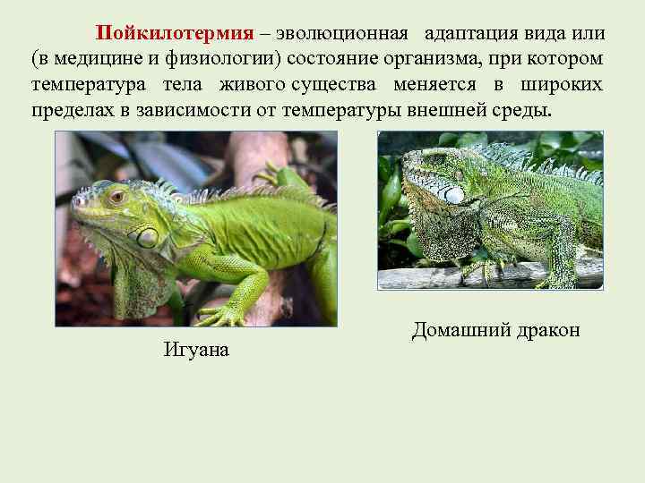 Пойкилотермия – эволюционная адаптация вида или (в медицине и физиологии) состояние организма, при котором