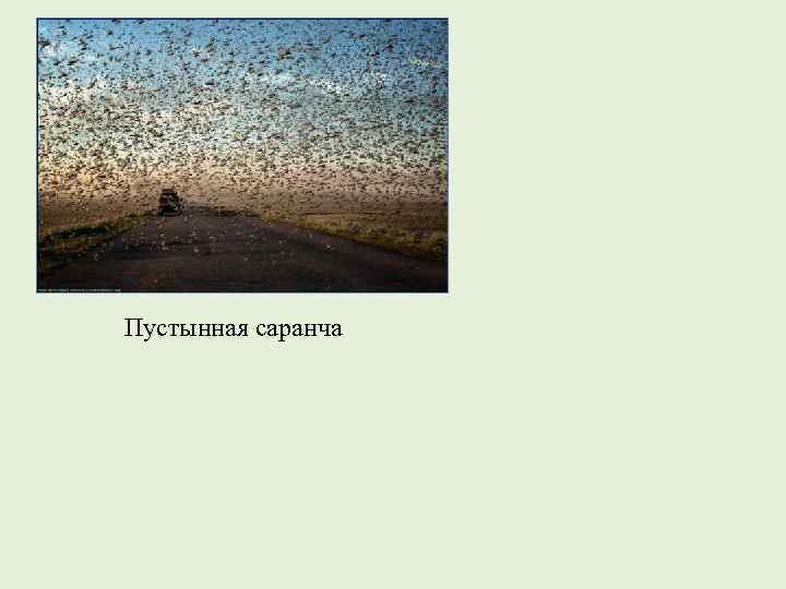 Пустынная саранча 