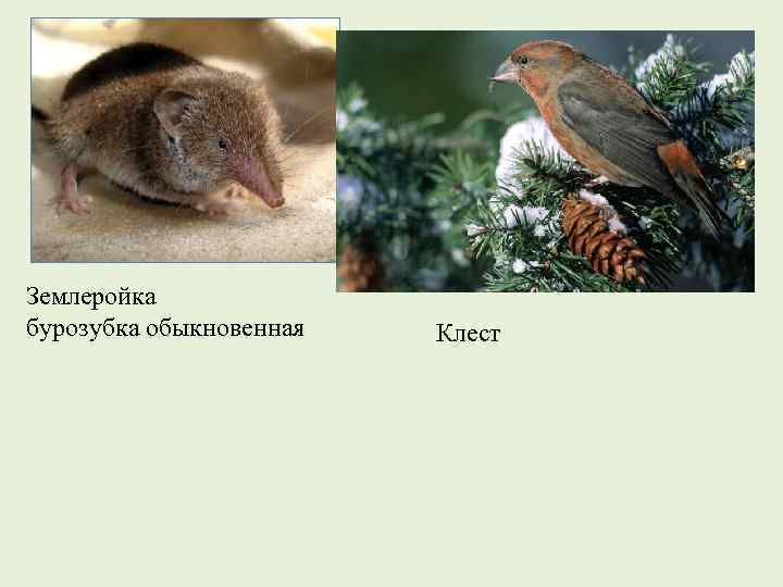 Землеройка бурозубка обыкновенная Клест 