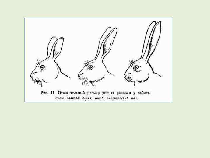 У зайца русака глаза коричневые. Длина ушей зайца русака. Строение ушей зайца беляка. Стабилизирующий отбор заяц уши. Размеры ушных раковин у Зайцев-Русаков.