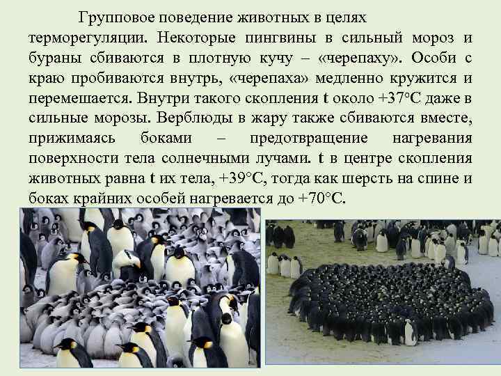 Групповое поведение животных в целях терморегуляции. Некоторые пингвины в сильный мороз и бураны сбиваются