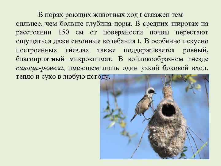 В норах роющих животных ход t сглажен тем сильнее, чем больше глубина норы. В