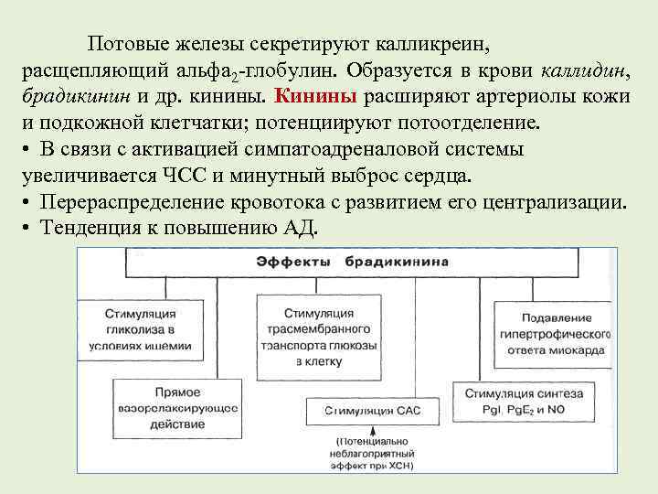 Потовые железы секретируют калликреин, расщепляющий альфа 2 -глобулин. Образуется в крови каллидин, брадикинин и