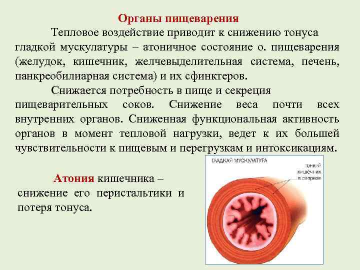 Органы пищеварения Тепловое воздействие приводит к снижению тонуса гладкой мускулатуры – атоничное состояние о.