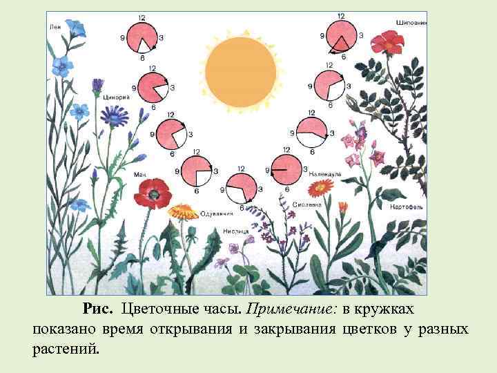 Рис. Цветочные часы. Примечание: в кружках показано время открывания и закрывания цветков у разных
