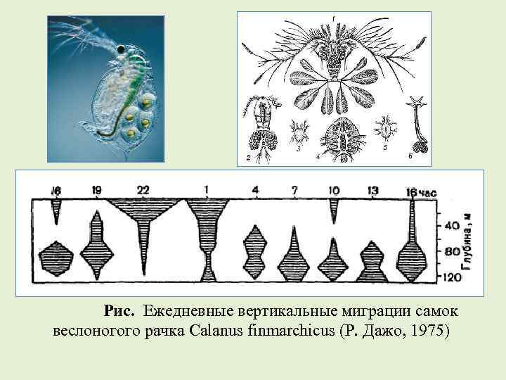 Рис. Ежедневные вертикальные миграции самок веслоногого рачка Calanus finmarchicus (Р. Дажо, 1975) 