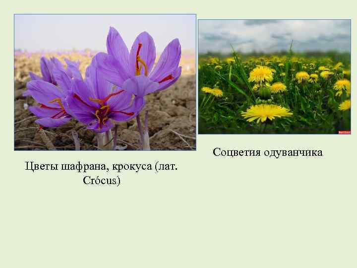 Соцветия одуванчика Цветы шафрана, крокуса (лат. Crócus) 
