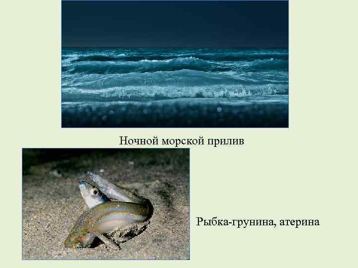 Ночной морской прилив Рыбка-грунина, атерина 