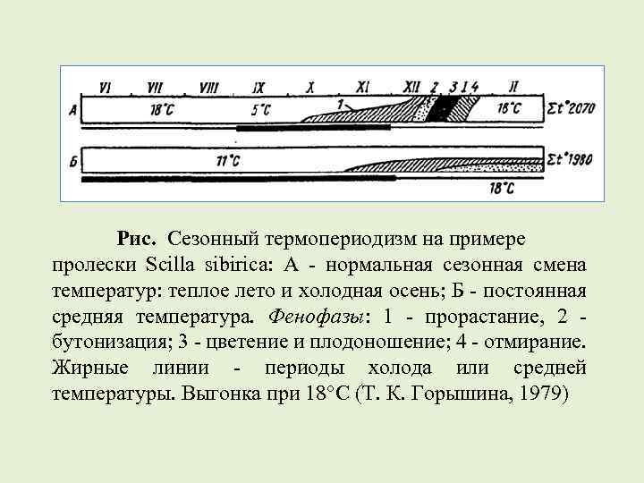 Рис. Сезонный термопериодизм на примере пролески Scilla sibirica: А - нормальная сезонная смена температур: