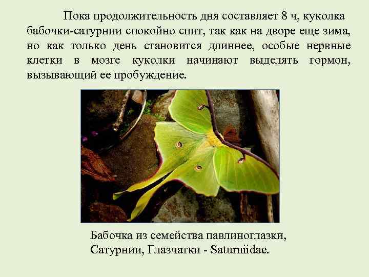 Пока продолжительность дня составляет 8 ч, куколка бабочки-сатурнии спокойно спит, так как на дворе