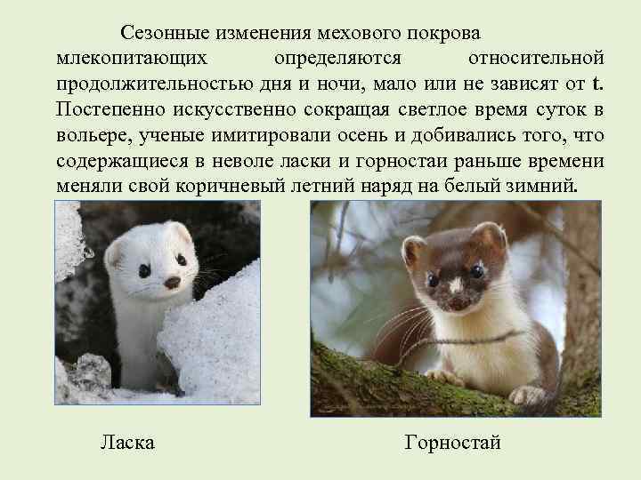 Сезонные изменения мехового покрова млекопитающих определяются относительной продолжительностью дня и ночи, мало или не