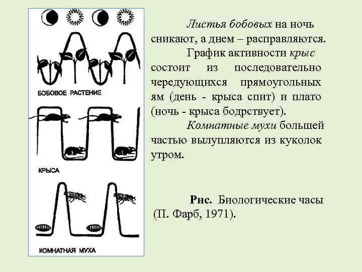 Листья бобовых на ночь сникают, а днем – расправляются. График активности крыс состоит из