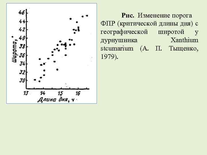 Рис. Изменение порога ФПР (критической длины дня) с географической широтой у дурнушника Xanthium stcumarium