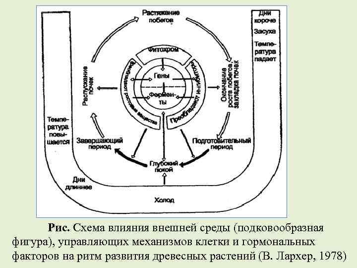 Рис. Схема влияния внешней среды (подковообразная фигура), управляющих механизмов клетки и гормональных факторов на