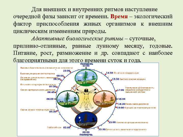 Ритмичность биология рисунок